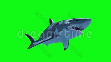 白鲨快速循环绿屏3D渲染动画